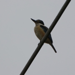 Todiramphus sanctus at Fyshwick, ACT - 13 Dec 2019