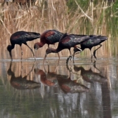 Plegadis falcinellus (Glossy Ibis) at Fyshwick, ACT - 13 Dec 2019 by RodDeb