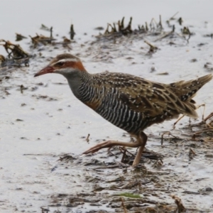 Gallirallus philippensis at Fyshwick, ACT - 13 Dec 2019