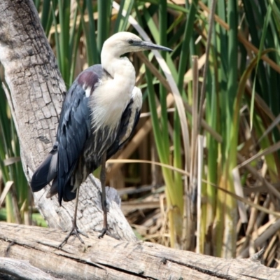 Ardea pacifica (White-necked Heron) at Fyshwick, ACT - 13 Dec 2019 by RodDeb