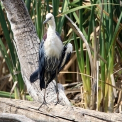 Ardea pacifica at Fyshwick, ACT - 13 Dec 2019