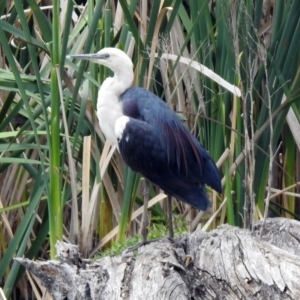 Ardea pacifica at Fyshwick, ACT - 13 Dec 2019