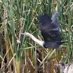 Ardea pacifica at Fyshwick, ACT - 13 Dec 2019