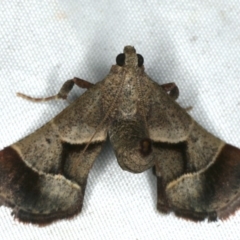 Gauna aegusalis (Pyraline moth) at Rosedale, NSW - 16 Nov 2019 by jb2602