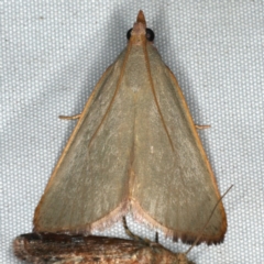Ocrasa acerasta (A Pyralid moth) at Rosedale, NSW - 16 Nov 2019 by jbromilow50