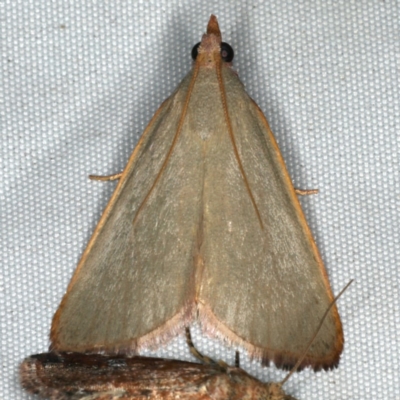 Ocrasa acerasta (A Pyralid moth) at Rosedale, NSW - 16 Nov 2019 by jb2602