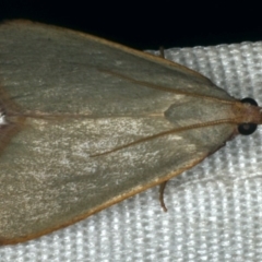 Ocrasa acerasta at Rosedale, NSW - 16 Nov 2019 08:59 PM