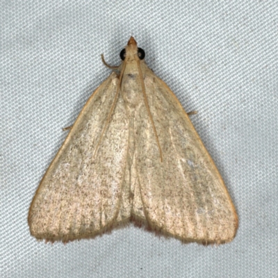 Ocrasa albidalis (A Pyralid moth) at Rosedale, NSW - 16 Nov 2019 by jbromilow50