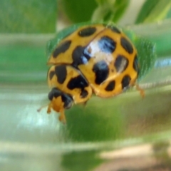Harmonia conformis (Common Spotted Ladybird) at Aranda, ACT - 21 Nov 2015 by JanetRussell