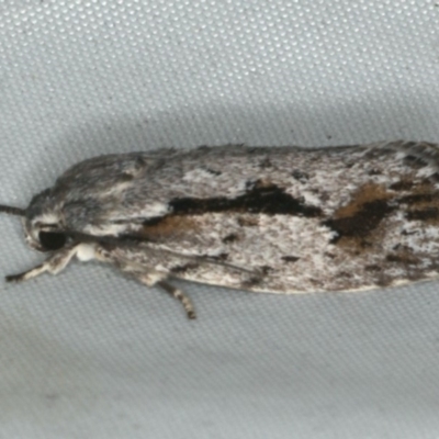 Agriophara discobola (A Flat-bodied moth (Depressidae) at Rosedale, NSW - 16 Nov 2019 by jb2602