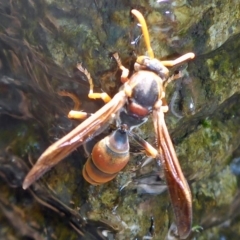 Polistes (Polistella) humilis (Common Paper Wasp) at Aranda, ACT - 17 Feb 2015 by JanetRussell