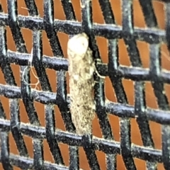 Blastobasis (genus) at Aranda, ACT - 14 Dec 2019 05:28 PM