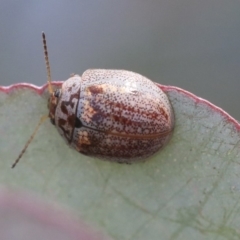 Paropsisterna m-fuscum (Eucalyptus Leaf Beetle) at Scullin, ACT - 9 Dec 2019 by AlisonMilton