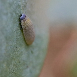 Paropsisterna m-fuscum at Scullin, ACT - 9 Dec 2019 09:13 AM