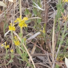 Pimelea curviflora (Curved Rice-flower) at Molonglo Valley, ACT - 12 Dec 2019 by Jiggy