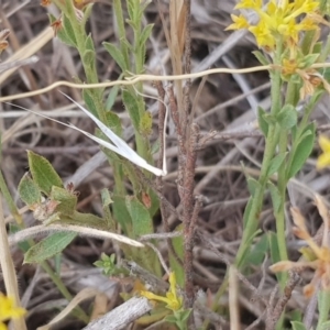 Pimelea curviflora at Molonglo Valley, ACT - 13 Dec 2019