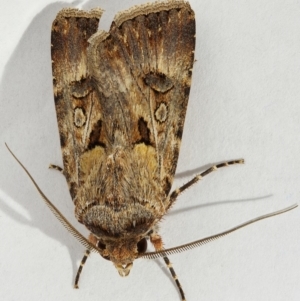 Agrotis munda at Kambah, ACT - 14 Dec 2019 08:25 PM