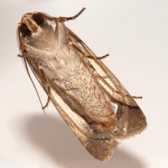 Agrotis munda at Kambah, ACT - 14 Dec 2019 08:25 PM