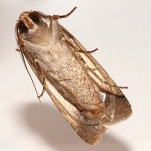 Agrotis munda at Kambah, ACT - 14 Dec 2019 08:25 PM