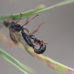 Tiphiidae (family) (Unidentified Smooth flower wasp) at Scullin, ACT - 9 Dec 2019 by AlisonMilton