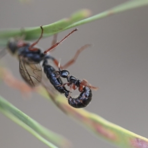 Tiphiidae (family) at Scullin, ACT - 9 Dec 2019 08:58 AM