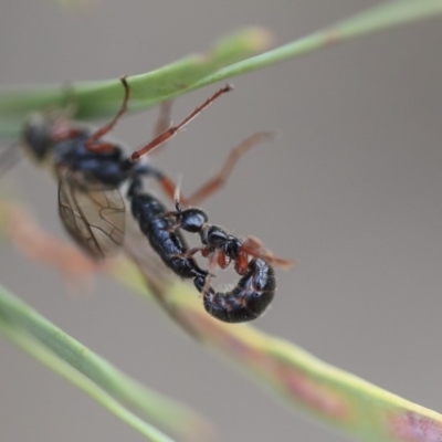 Tiphiidae (family) (Unidentified Smooth flower wasp) at Scullin, ACT - 9 Dec 2019 by AlisonMilton