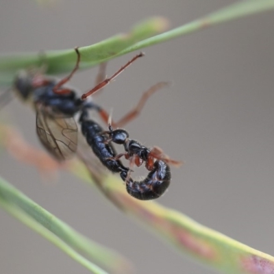 Tiphiidae sp. (family) (Unidentified Smooth flower wasp) at Scullin, ACT - 8 Dec 2019 by AlisonMilton