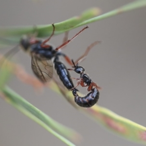 Tiphiidae sp. (family) at Scullin, ACT - 9 Dec 2019