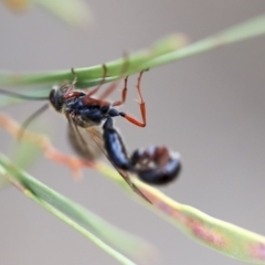 Tiphiidae (family) at Scullin, ACT - 9 Dec 2019