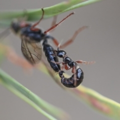 Tiphiidae (family) at Scullin, ACT - 9 Dec 2019