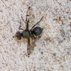 Pogonortalis doclea (Boatman fly) at Scullin, ACT - 11 Dec 2019 by AlisonMilton