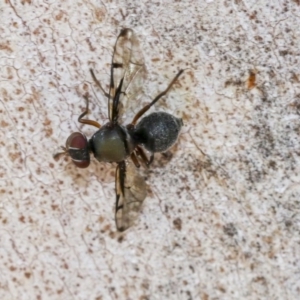 Pogonortalis doclea at Scullin, ACT - 11 Dec 2019 08:18 AM