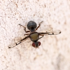 Pogonortalis doclea at Scullin, ACT - 11 Dec 2019 08:18 AM