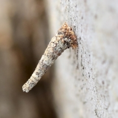 Lepidoscia (genus) IMMATURE (Unidentified Cone Case Moth larva, pupa, or case) at Scullin, ACT - 8 Dec 2019 by AlisonMilton