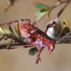 Caedicia simplex (Common Garden Katydid) at Black Mountain - 10 Dec 2019 by Harrisi