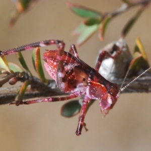 Caedicia simplex at Hackett, ACT - 10 Dec 2019