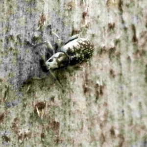 Titinia tenuis at Scullin, ACT - 9 Dec 2019 08:52 AM