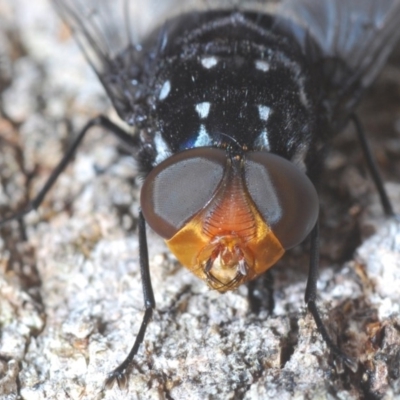 Amphibolia (Amphibolia) ignorata (A bristle fly) at Harolds Cross, NSW - 11 Dec 2019 by Harrisi