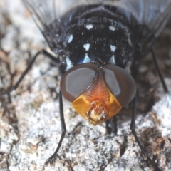 Amphibolia (Amphibolia) ignorata (A bristle fly) at Tallaganda National Park - 11 Dec 2019 by Harrisi