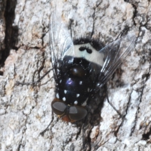 Amphibolia (Amphibolia) ignorata at Harolds Cross, NSW - 11 Dec 2019