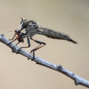 Cerdistus sp. (genus) at Scullin, ACT - 9 Dec 2019