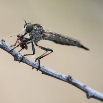 Cerdistus sp. (genus) (Slender Robber Fly) at Scullin, ACT - 9 Dec 2019 by AlisonMilton