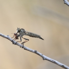 Cerdistus sp. (genus) at Scullin, ACT - 9 Dec 2019