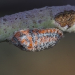 Monophlebulus sp. (genus) (Giant Snowball Mealybug) at Scullin, ACT - 10 Dec 2019 by AlisonMilton