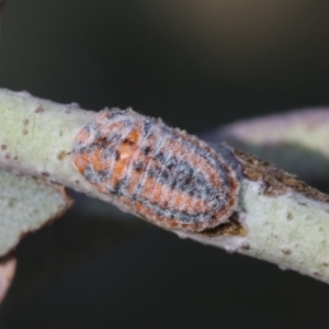 Monophlebulus sp. (genus) at Scullin, ACT - 11 Dec 2019 07:55 AM