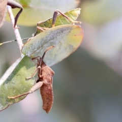 Amorbus sp. (genus) (Eucalyptus Tip bug) at Scullin, ACT - 10 Dec 2019 by AlisonMilton