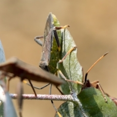 Amorbus sp. (genus) at Scullin, ACT - 11 Dec 2019