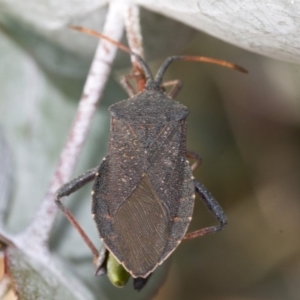 Amorbus sp. (genus) at Scullin, ACT - 11 Dec 2019