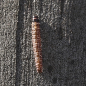 Oecophoridae (family) at Scullin, ACT - 11 Dec 2019 08:15 AM