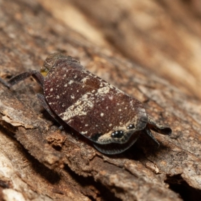 Platybrachys sp. (genus) (A gum hopper) at Symonston, ACT - 14 Dec 2019 by rawshorty